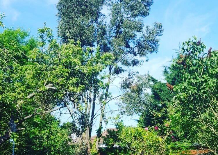 Eucalyptus with its crown lifted clear above a London garden