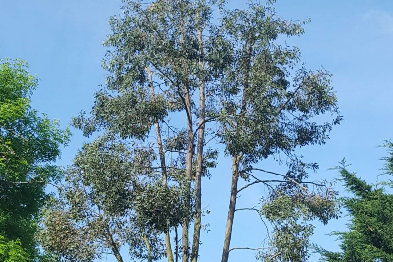 Eucalyptus canopy thinned to let light and wind through