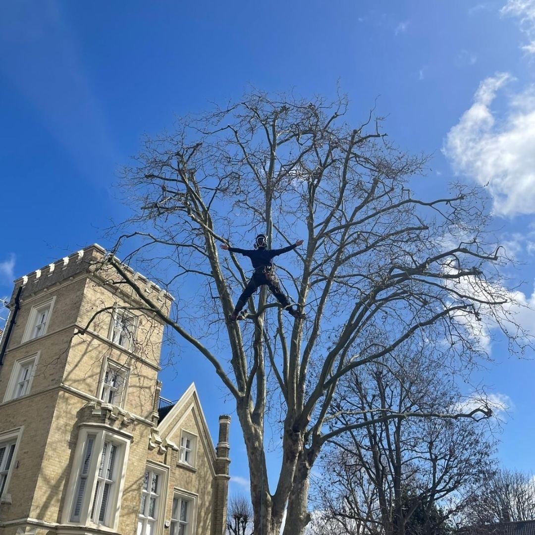 Tree surgeon roped into the crown of a mature London plane tree beside a period building