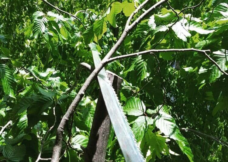 Pruning a branch with a handsaw in a leafy tree canopy