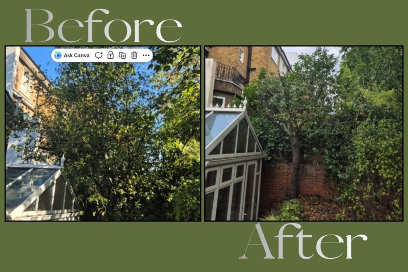 tree cutting service