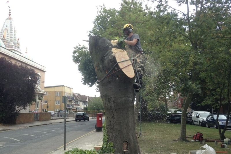 Sectional tree felling of a large street tree in London