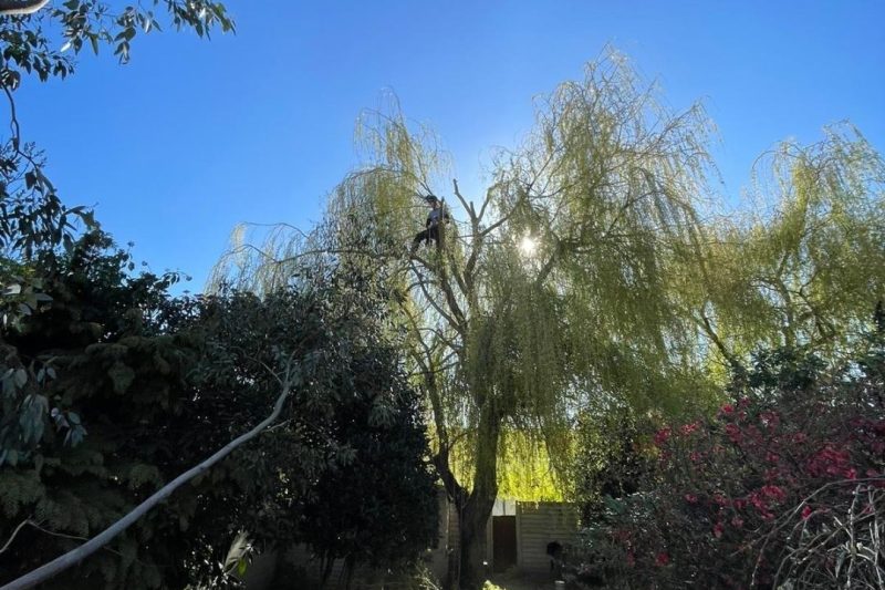 Crown reduction on a mature willow tree in a London garden